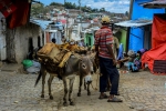 donkeys-on-zuga-uga