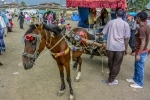 the-horse-gets-dressed-too