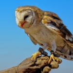 BARN OWL
