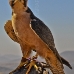 LANNER FALCON Falco biarmicus