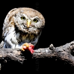 PEARL SPOTTED OWLET WITKOLUIL