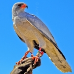 SOUTHERN PALE CHANTING GOSHAWK