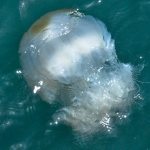20100106-52661-58_0