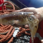 a-cuttlefish