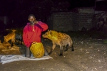 feeding-hyenas