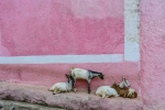 in-the-pink