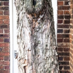 treed