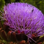 ARTICHOKE