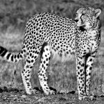CHEETAH acinoyx jubatus, 2 YEARS OLD, THE MARSH, PHINDA.