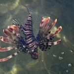 DEVIL FIREFISH