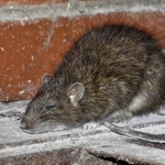 Rattus norvegicus BROWN RAT BRUINROT 184