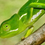 STEREOSCOPIC LIZARD WITH ZYGODACTYLOUS FEET