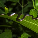 common-brown-water-snake
