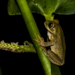 forest-tree-frog-1