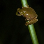 forest-tree-frog