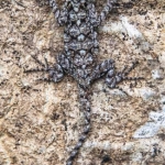 gogomannetjie