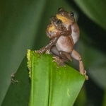 greater-leaf-folding-frog