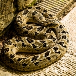 night-adder