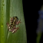 painted-reed-frog