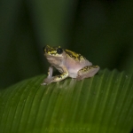 reed-frog