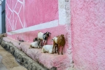goat-stop