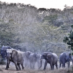 5'O'CLOCK RUSH HOUR