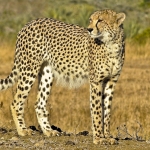 CHEETAH acinoyx jubatus, 2 YEARS OLD, THE MARSH, PHINDA.
