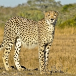 FAST KITTY WITH SPIKES